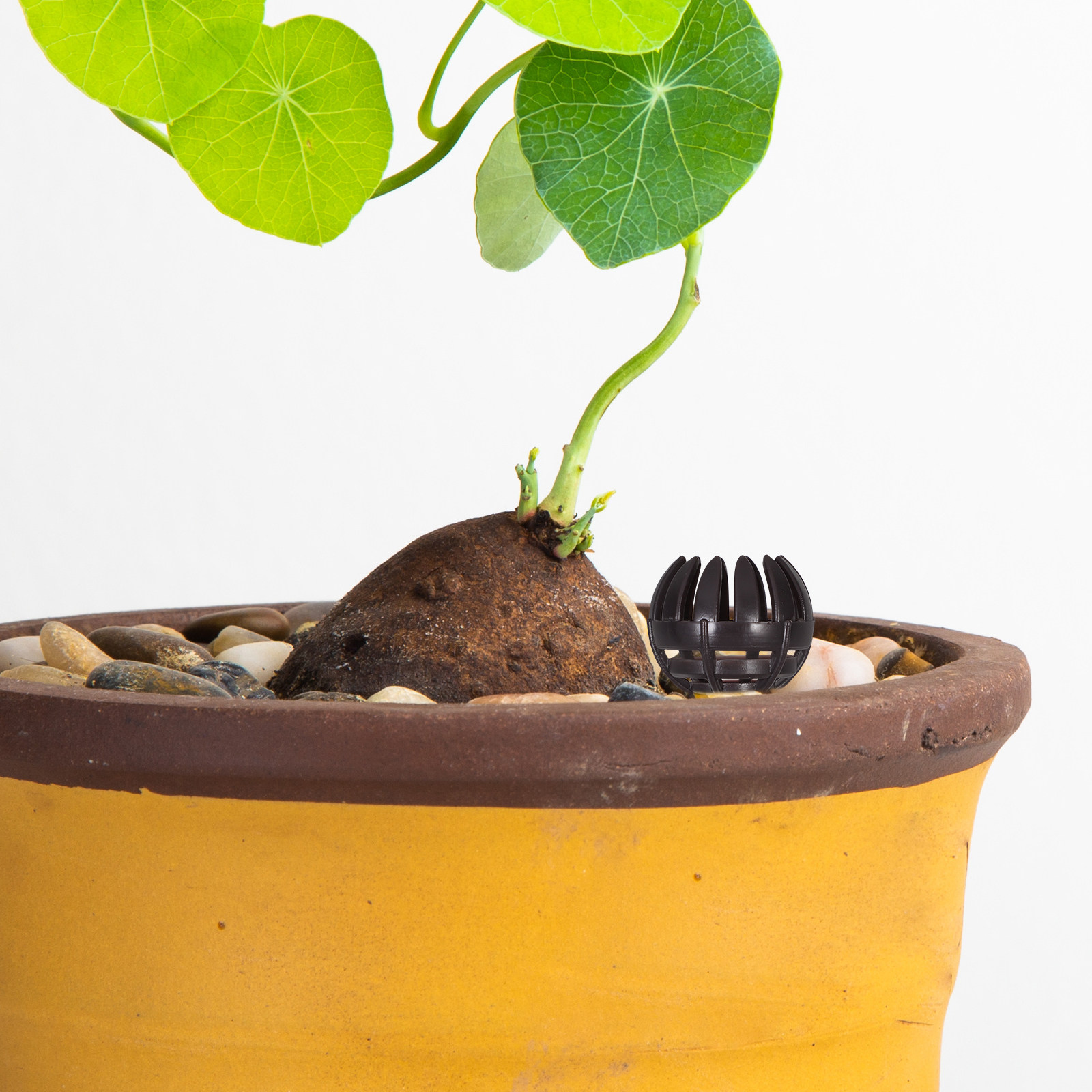 20Pcs Bonsai Fertilizer Basket – Nutrition & Fitness Hub Photos Bewertung und Preis