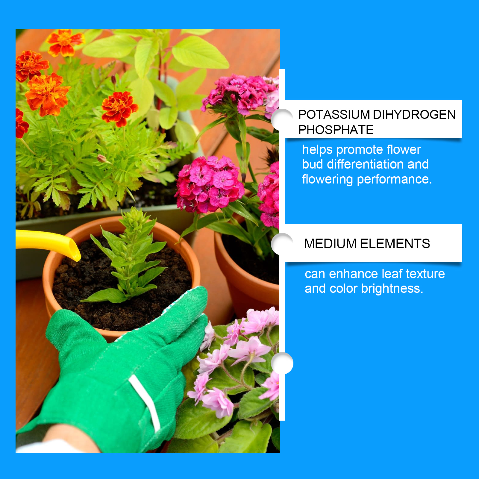 Flower Nutrient Solution Liqui – Roots Nutrition & Fitness Inglewood Photos Bewertung und Preis